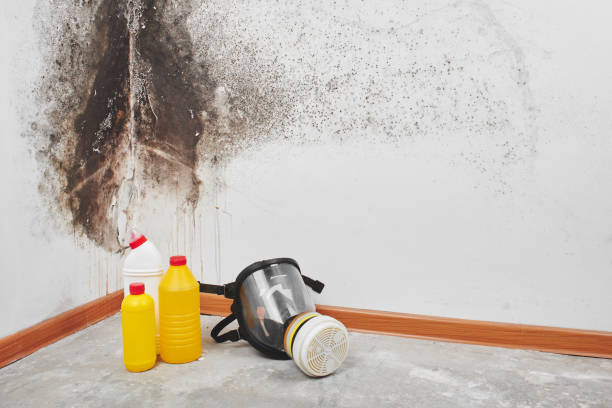 Best Basement Mold Remediation in Kingsbury, NV