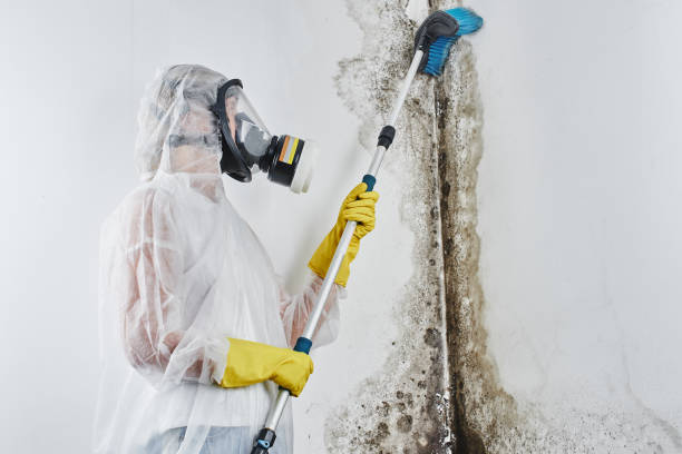 Best Industrial Mold Remediation in Kingsbury, NV