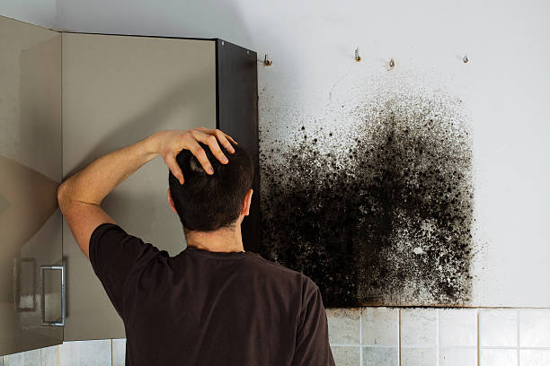 Best Localized Mold Remediation (e.g., coastal areas, humid climates) in Kingsbury, NV