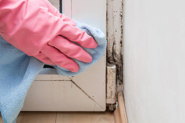 Professional Mold Remediation in Kingsbury, NV